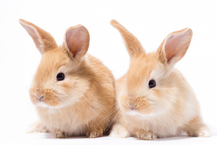 Dwa małe puszyste czerwone króliczki, izolować, Easter Bunny