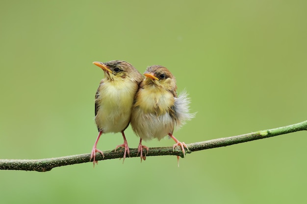 Dwa małe Sunbirds czekające na swoją mamę Cinnyris Jugularis