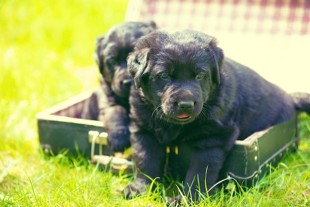 Dwa małe szczeniaki labrador retriever leżą w starej walizce na trawie w wiosennym ogrodzie