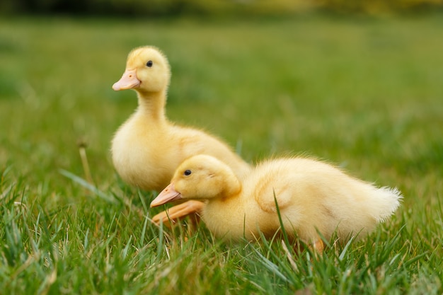 Dwa małe żółte kaczątko na zielonej trawie.