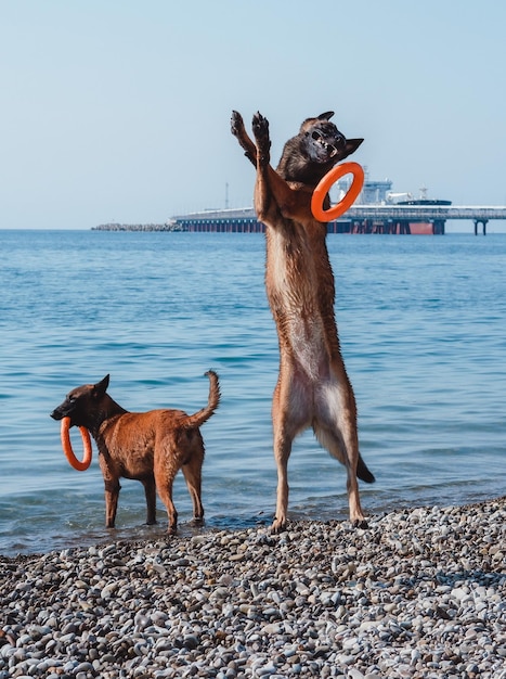 Dwa Malinois bawią się na plaży, dwa piękne czerwone psy bawią się w morzu, owczarki belgijskie, belgijskie s