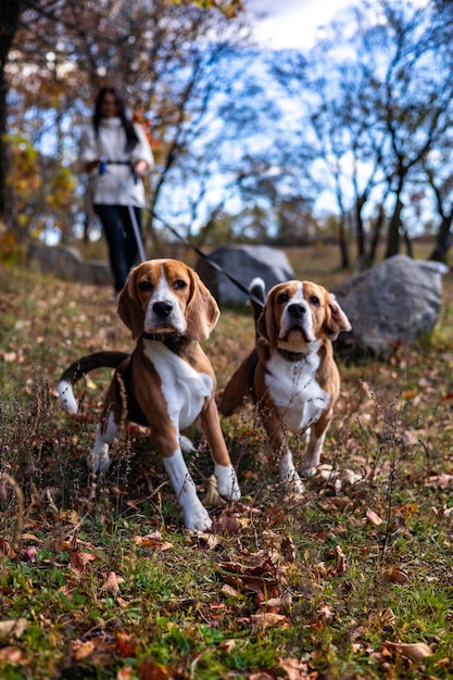 Dwa młode aktywne psy rasy beagle w jesiennym lesie