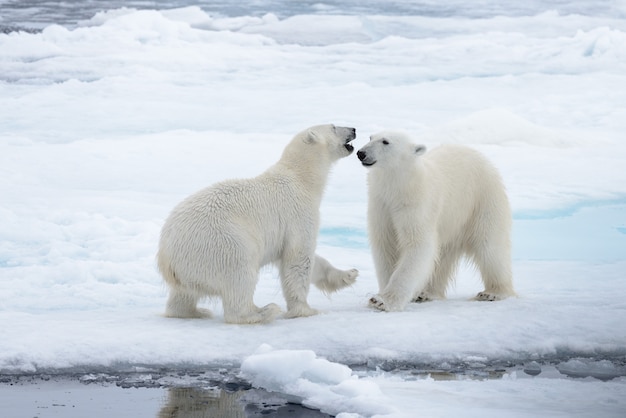 Dwa młode dzikie niedźwiedzie polarne bawiące się na lodach jucznych na Morzu Arktycznym, na północ od Svalbardu