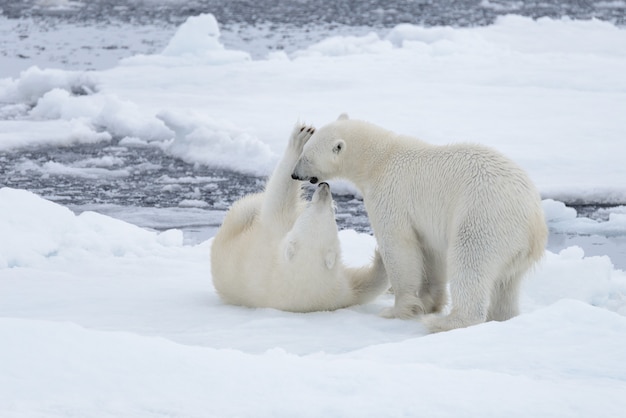 Dwa młode dzikie niedźwiedzie polarne bawiące się na lodach jucznych na morzu arktycznym