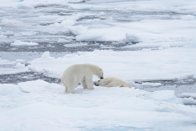 Dwa młode dzikie niedźwiedzie polarne bawiące się na paku lodowym na Morzu Arktycznym na północ od Svalbardu
