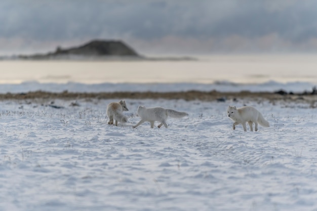 Dwa młode lisy polarne bawiące się w dzikiej tundrze o industrialnym tle.