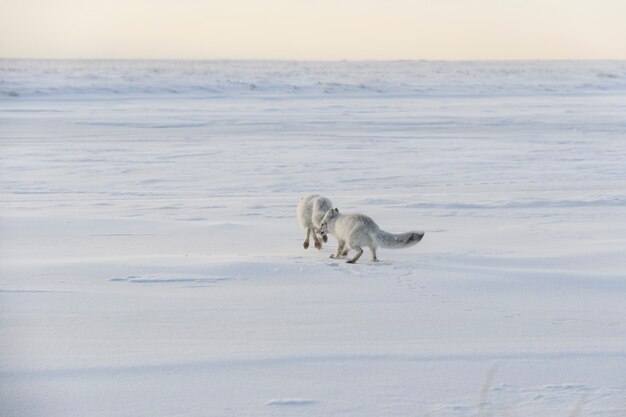 Dwa młode lisy polarne (Vulpes Lagopus) w dzikiej tundrze. Grający lis polarny.