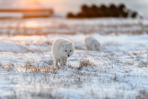 Dwa młode lisy polarne (Vulpes Lagopus) w dzikiej tundrze. Lis polarny gra.