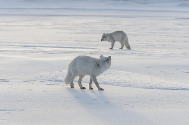 Dwa młode lisy polarne (Vulpes Lagopus) w dzikiej tundrze. Lis polarny gra.