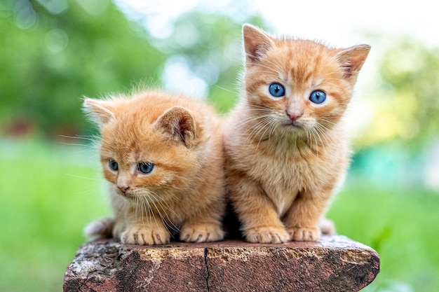 Dwa młode rude kociaki z ciekawym widokiem w ogrodzie na ławce