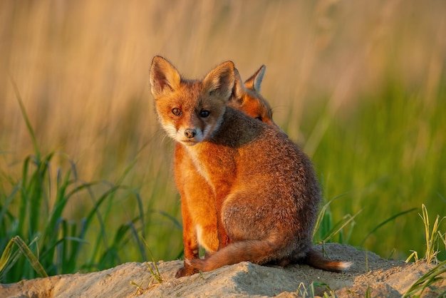 Dwa młode rude lisy siedzące w pobliżu nory