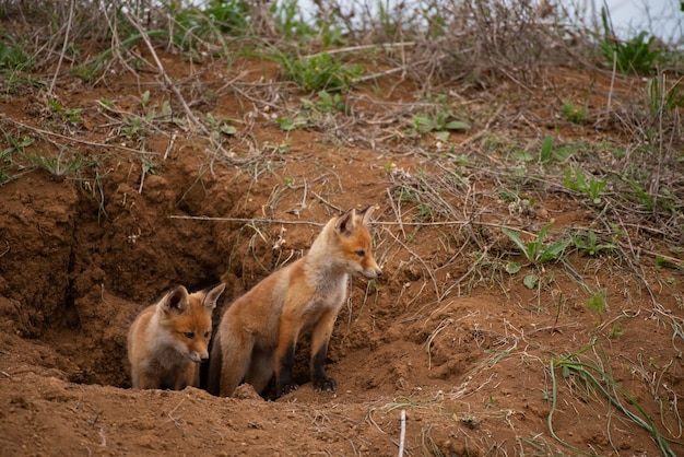 Dwa młode rude lisy w pobliżu jego dziury. Vulpes vulpes z bliska.