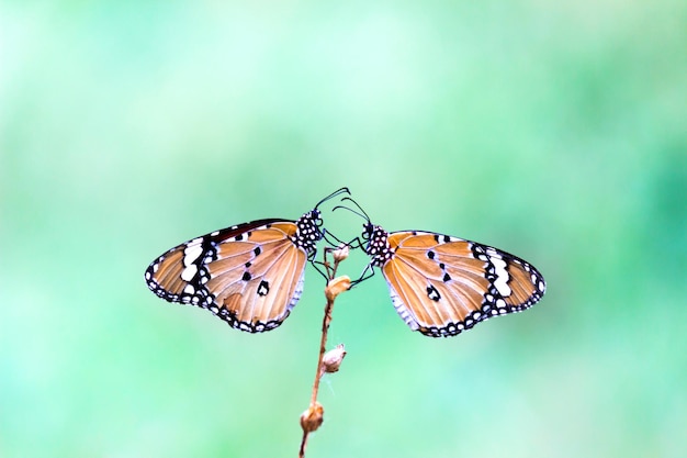 Dwa Motyle Nizinne Danaus Chrysippus Odwiedzające Kwiaty W Przyrodzie Wiosną