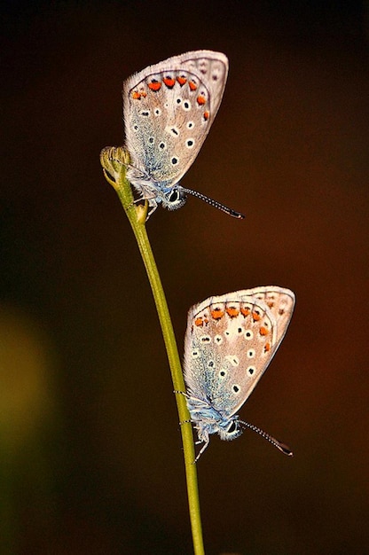 Dwa motyle są na roślinie, a jeden jest niebieski i biały.