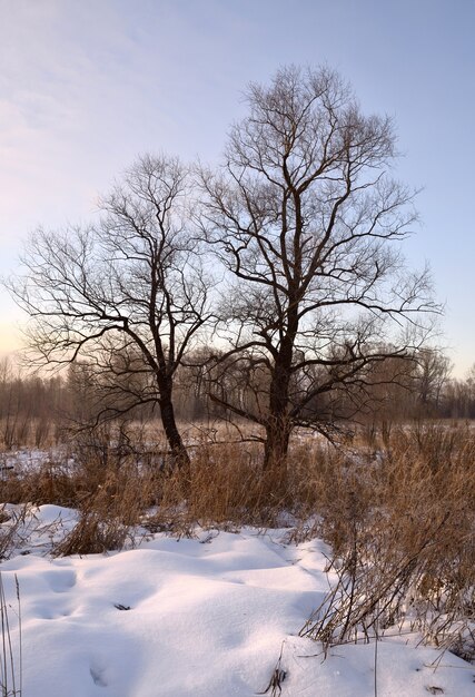 Dwa nagie drzewa na zimowym polu
