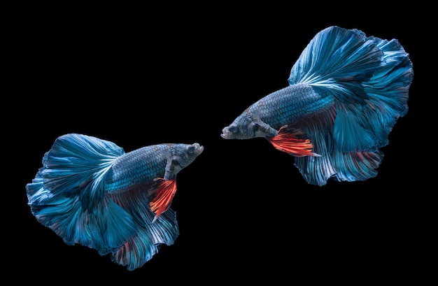 dwa niebieskie syjamskie ryby bojowe, betta splendens