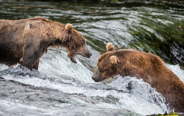 Dwa niedźwiedzie brunatne walczą o miejsce na rzece do wędkowania w Parku Narodowym Katmai na Alasce w USA
