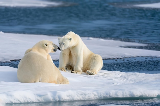 Zdjęcie dwa niedźwiedzie polarne na krze