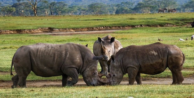 Dwa nosorożce walczą ze sobą.