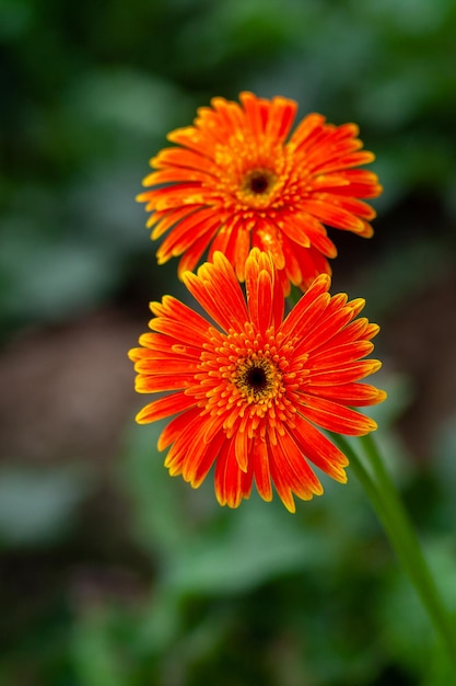 Dwa orangeyellow gerbera kwiat na zielonym tle natury