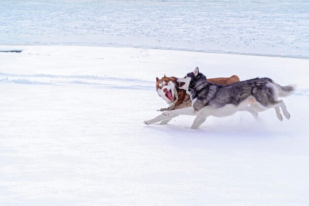 Dwa piękne husky syberyjskie bawią się w śniegu Zimowy spacer nad rzeką