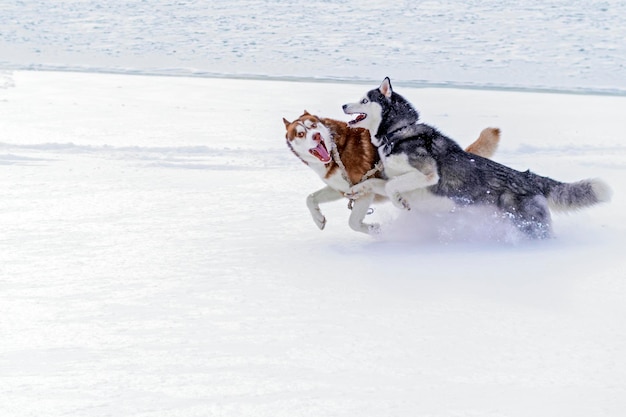 Dwa piękne husky syberyjskie bawią się w śniegu Zimowy spacer nad rzeką