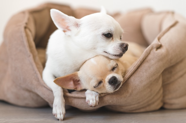 Dwa piękne, słodkie i piękne domowe szczenięta rasy chihuahua przyjaciele leżące, relaksując się w łóżku psa. Zwierzęta odpoczywają, śpią razem. Żałosny i emocjonalny portret. Zdjęcie ojca i córki.