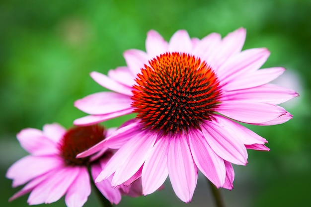 dwa piękny duży kwiat Echinacea