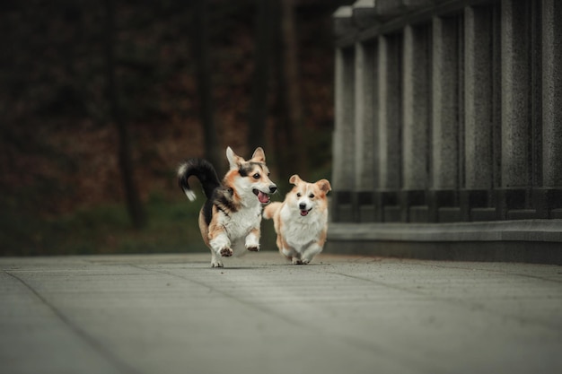 Dwa pieski Pembrok Corgi biegnące na spacerze