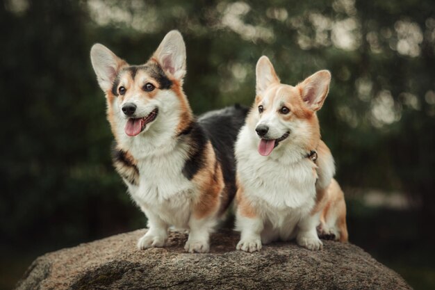 Dwa pieski Pembroke Corgi na spacerze