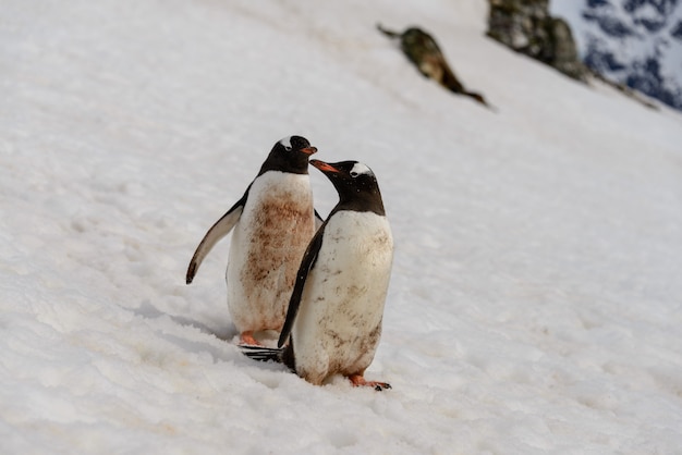 Dwa pingwiny gentoo na śniegu