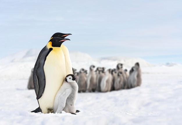 dwa pingwiny i ich dziecko, rodzina pingwinów na Antarktydzie, odizolowany pingwin królewski, pingwiny przytulające swoje dziecko