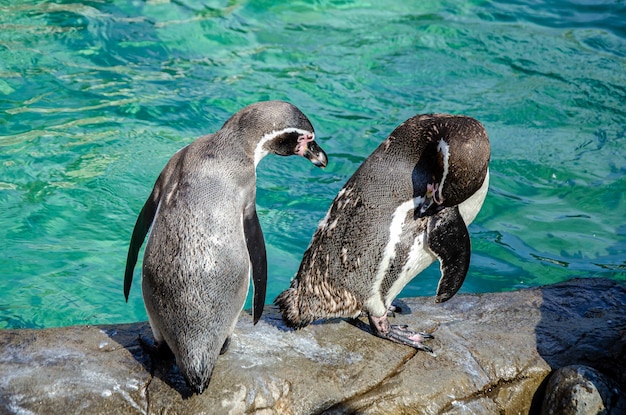 Dwa pingwiny stoją na brzegu basenu w zoo, czyszcząc swoje pióra wygrzewając się na słońcu