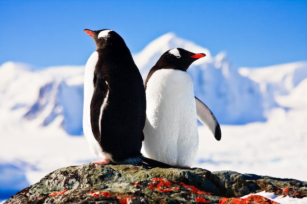 Dwa Pingwiny