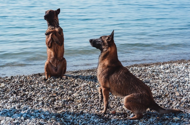 dwa portrety malinois, dwaj owczarki belgijskie leżą obok siebie