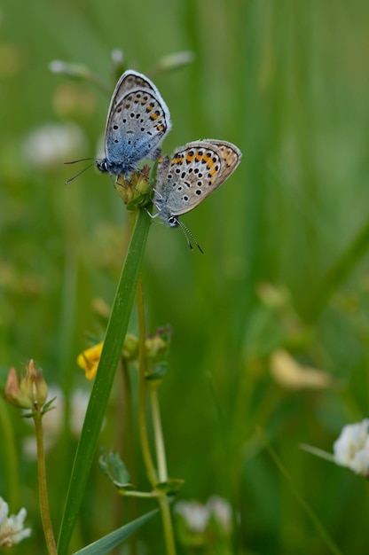 Dwa pospolitego niebieskiego motyla na roślinie w przyrodzie z bliska