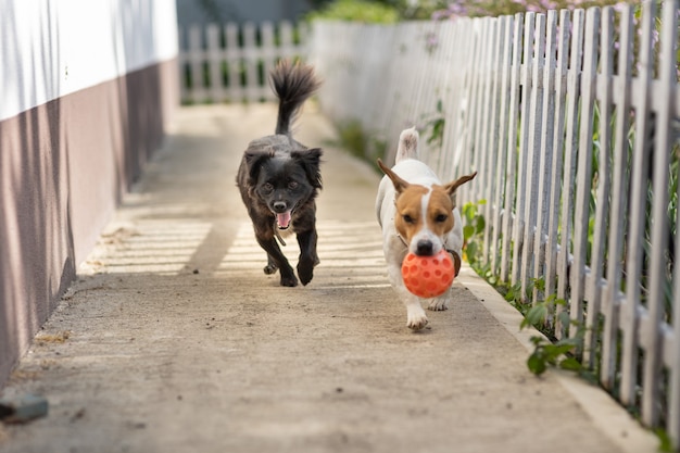 Dwa psy bawiące się piłką w pobliżu domu