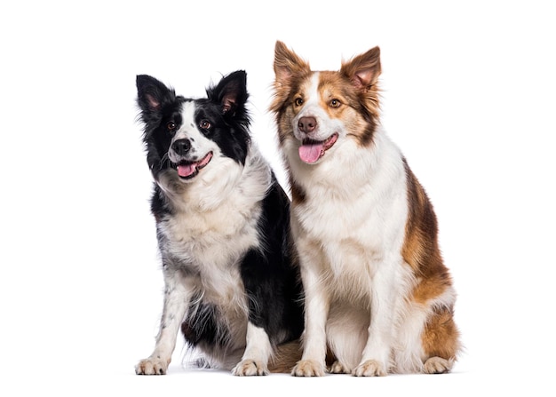 Dwa psy border collie siedzące i tchnące na białym tle