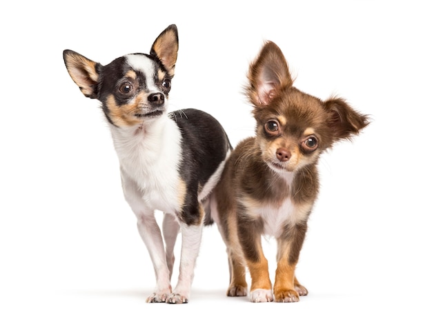 Dwa Psy Chihuahua Patrzące W Kamerę