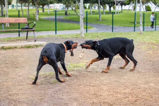 Dwa Psy Doberman Bawiące Się W Parku Zwierząt Liną, Która Obgryza Pyski.