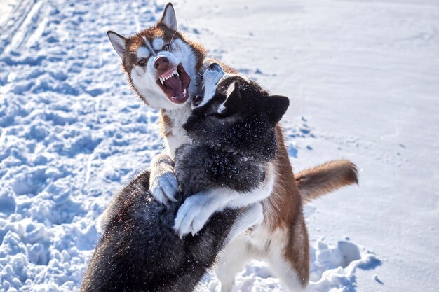 Dwa psy husky bawią się w strach i gryzą w śniegu