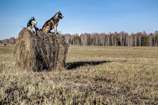 Dwa psy Husky na suchym stogu siana w słoneczny dzień kopia przestrzeń