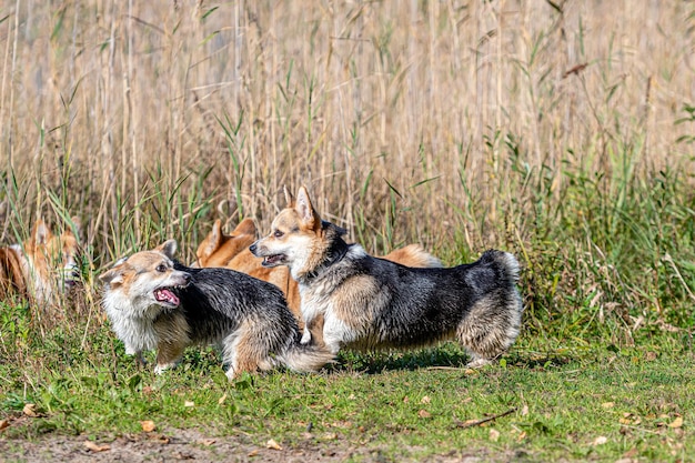 Zdjęcie dwa psy na trawie.