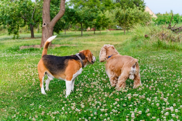 Dwa Psy Na Zielonym Trawniku Beagle I Cocker Spaniel Na Zielonym Trawniku