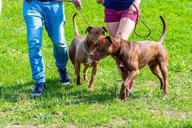 Dwa psy rasy American Pit Bull Terrier z właścicielami podczas spaceru