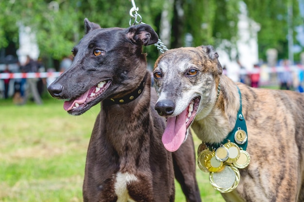 Dwa Psy Rasy Greyhound Z Nagrodami Na Smyczy