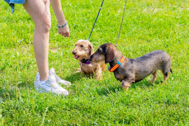 Dwa psy rasy jamnik włochaty ze swoją kochanką podczas spaceru po parku