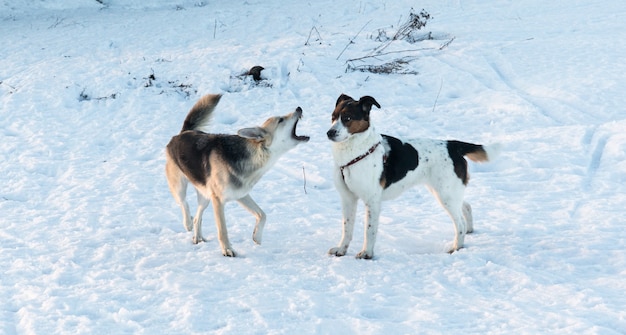 Dwa Psy Rasy Mieszanej Stojąc Na śniegu W Winter Park. Jeden Pies Szczeka Na Drugiego