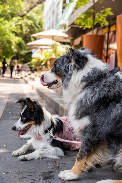 Dwa psy razem Happy Border Collie na ulicy obserwującej przechodzących ludzi