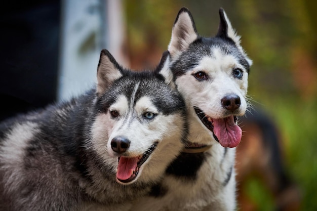 Dwa psy Siberian Husky z otwartymi ustami wystającymi językami, rasowe Siberian Husky z bliska o czarno-białym umaszczeniu spaceru na świeżym powietrzu